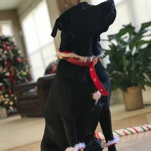 Meet your Posher, Dana